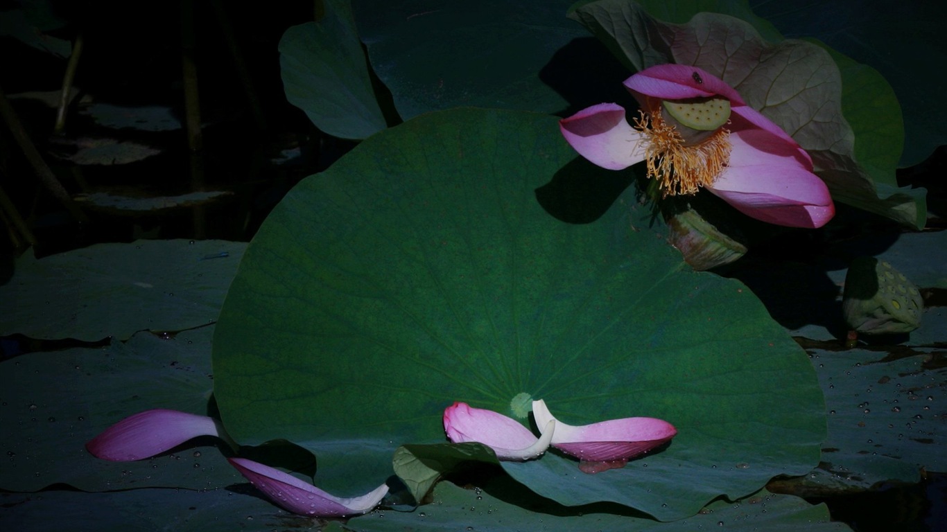 鮮花落在地上，漂亮的高清壁紙 #10 - 1366x768
