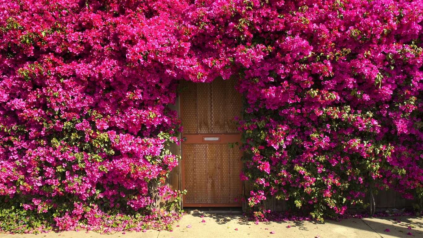 Fleurs tombent sur ​​le sol, beaux fonds d'écran HD #12 - 1366x768