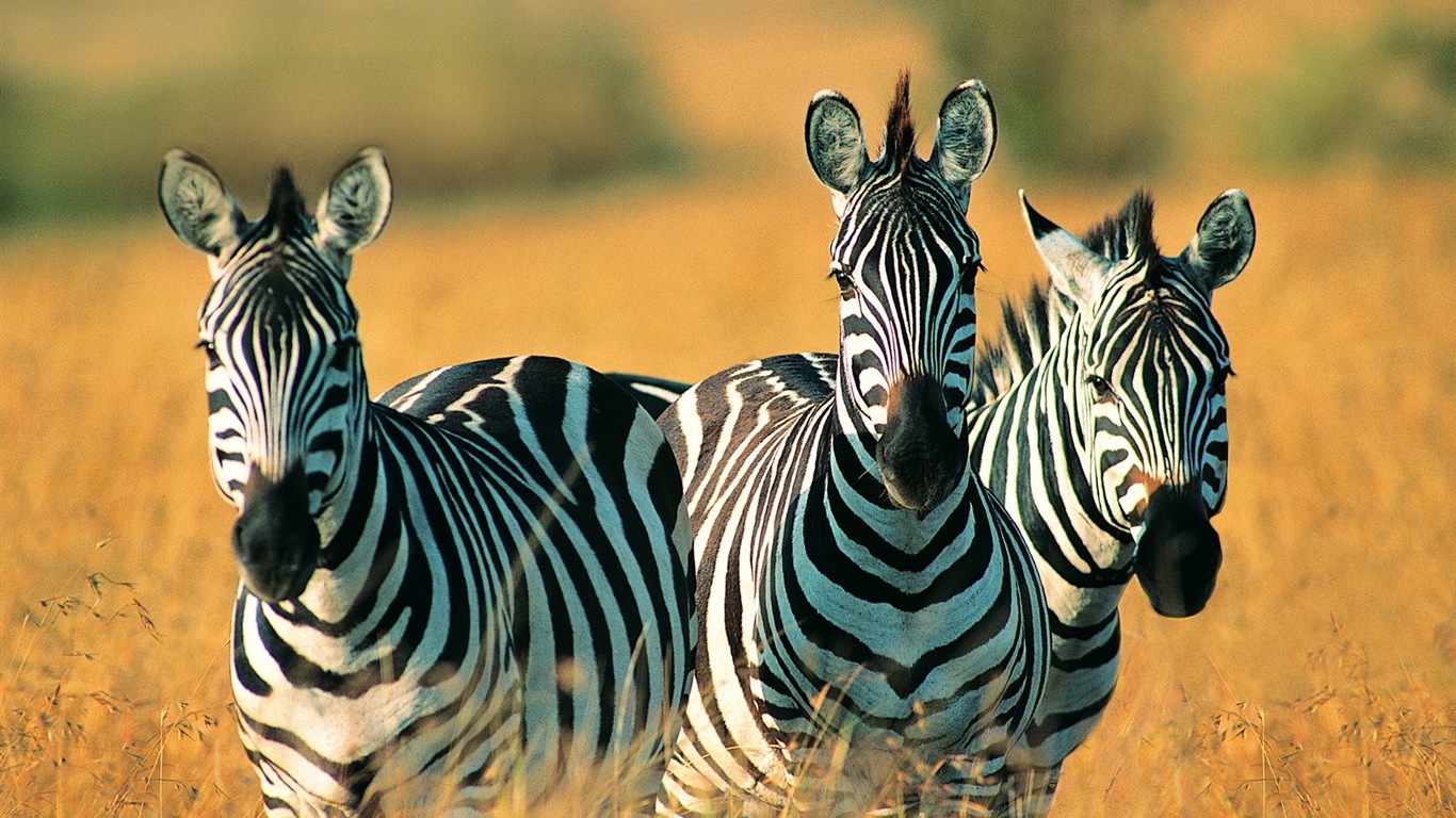 Animal rayé noir et blanc, zèbre fonds d'écran HD #3 - 1366x768