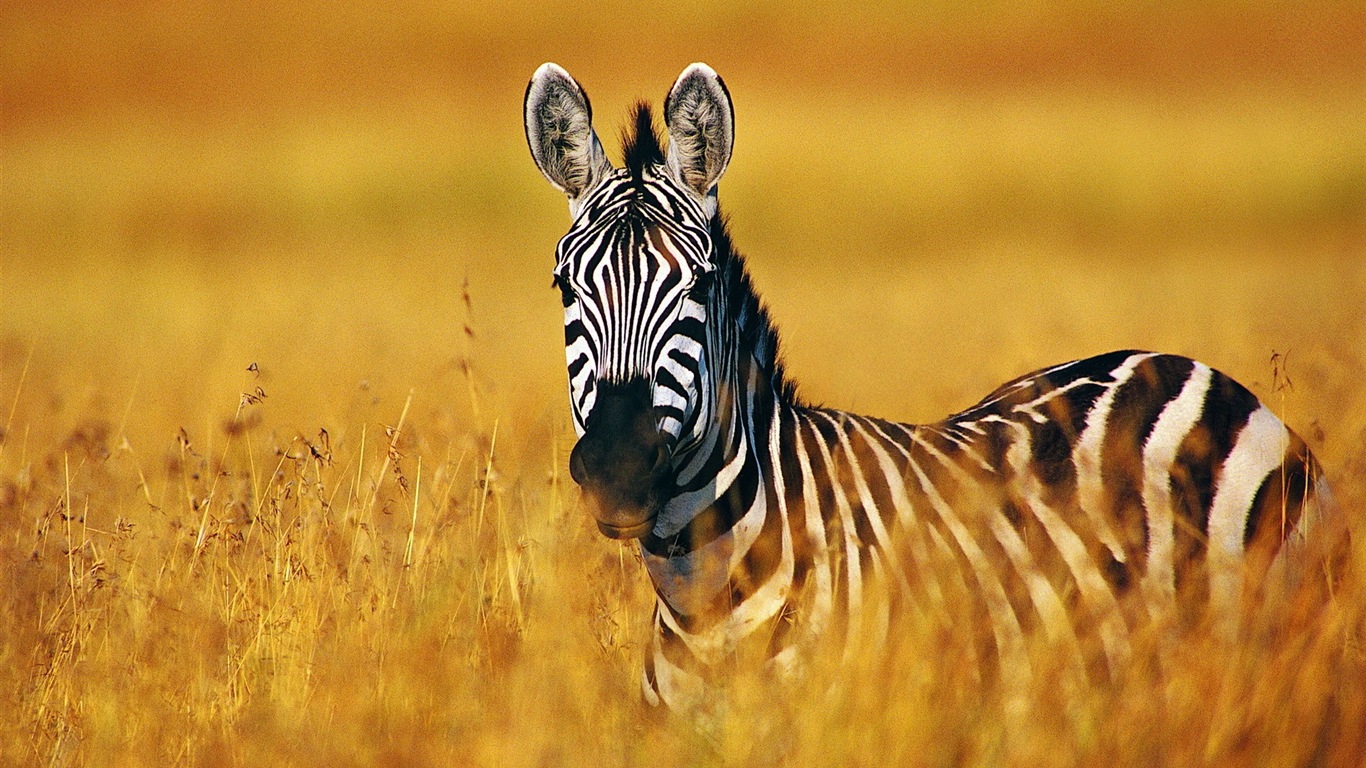 Black and white striped animal, zebra HD wallpapers #4 - 1366x768