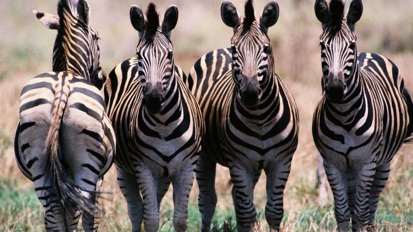 Schwarz-weiß gestreifte Tier, Zebra HD Wallpaper #5 - 1366x768