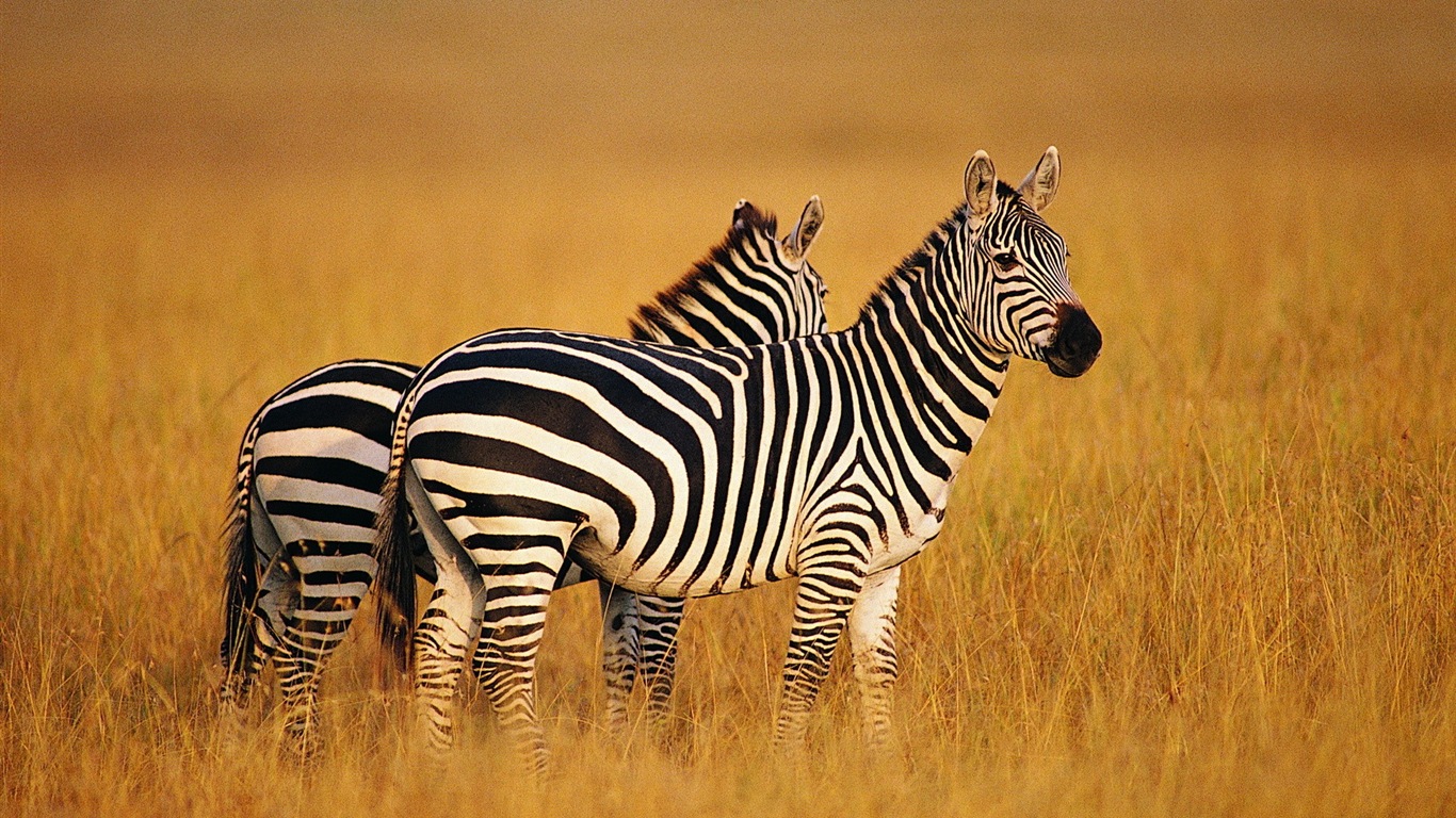 Animal rayé noir et blanc, zèbre fonds d'écran HD #7 - 1366x768