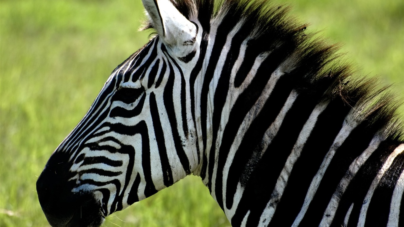 Animal rayé noir et blanc, zèbre fonds d'écran HD #9 - 1366x768