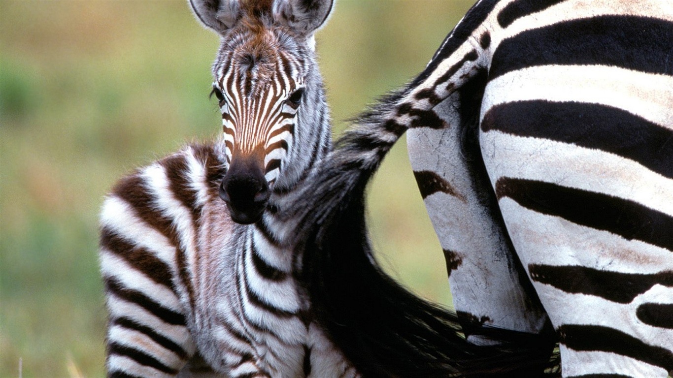 Černá a bílá pruhované zvíře, zebra HD tapety na plochu #10 - 1366x768