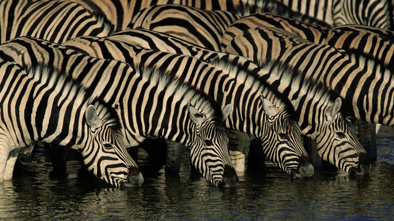 Černá a bílá pruhované zvíře, zebra HD tapety na plochu #11 - 1366x768