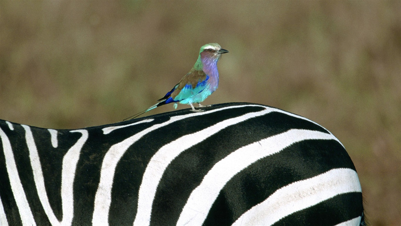 Černá a bílá pruhované zvíře, zebra HD tapety na plochu #13 - 1366x768