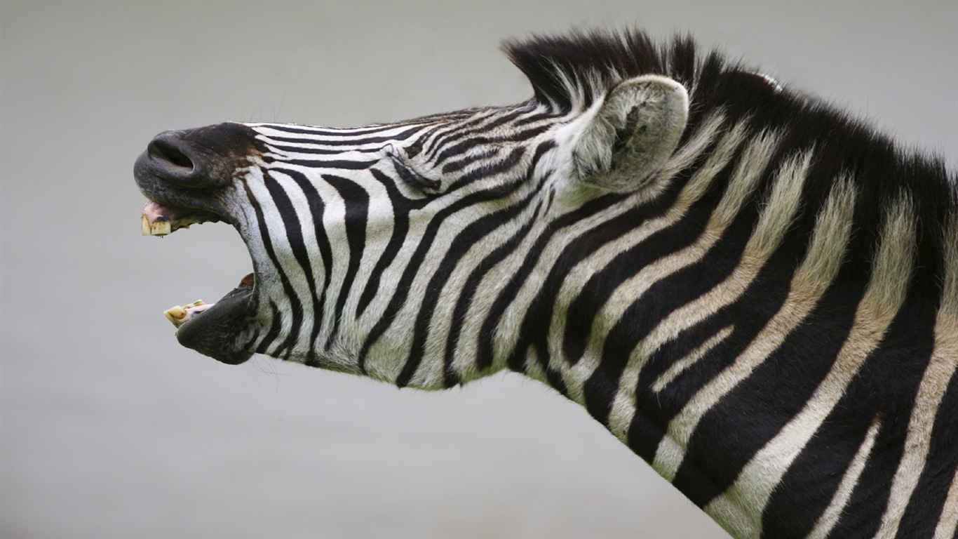 Animal rayé noir et blanc, zèbre fonds d'écran HD #14 - 1366x768