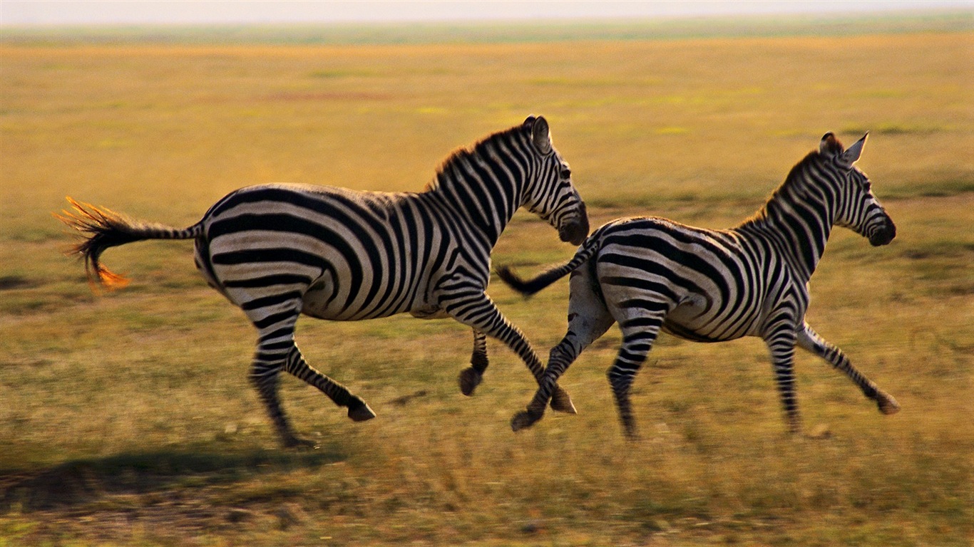 Schwarz-weiß gestreifte Tier, Zebra HD Wallpaper #15 - 1366x768
