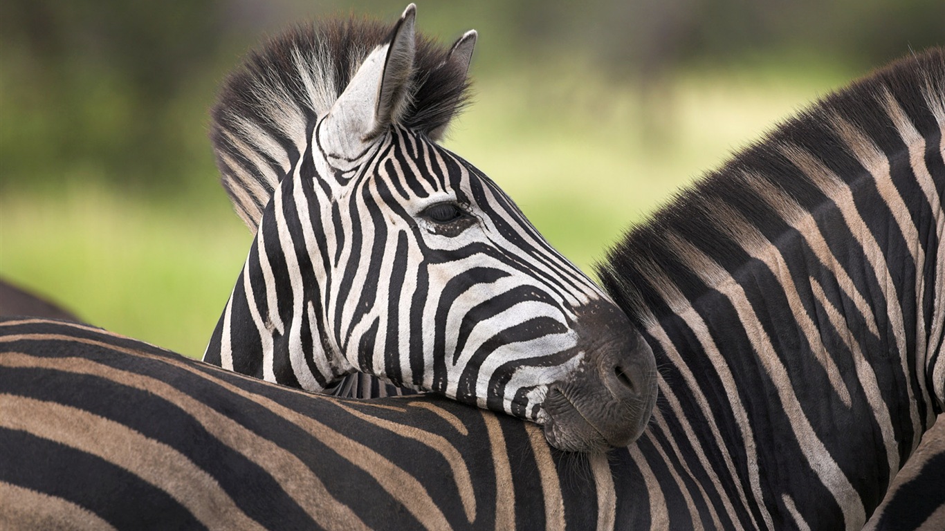 Animal rayé noir et blanc, zèbre fonds d'écran HD #16 - 1366x768