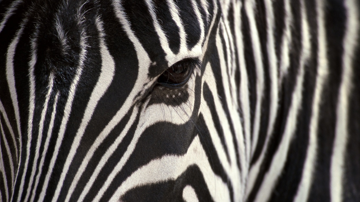 Animal rayé noir et blanc, zèbre fonds d'écran HD #17 - 1366x768