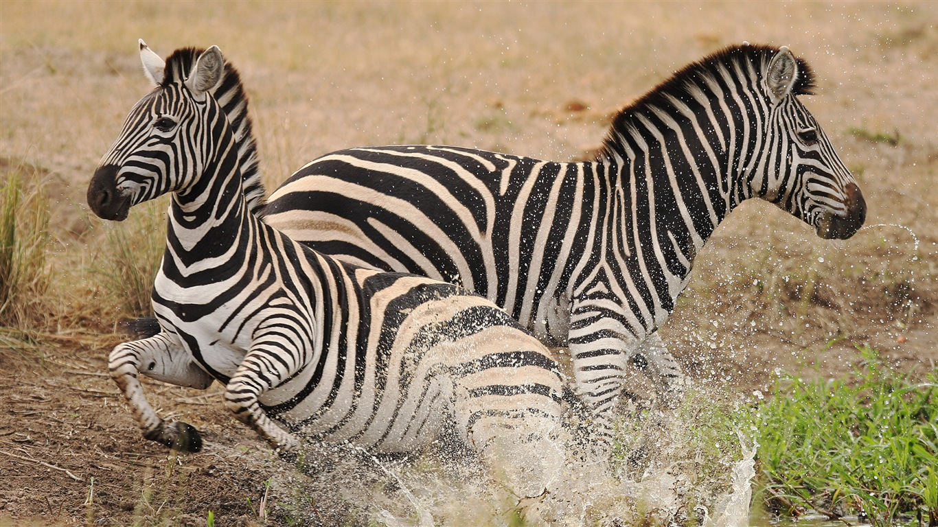 Černá a bílá pruhované zvíře, zebra HD tapety na plochu #19 - 1366x768