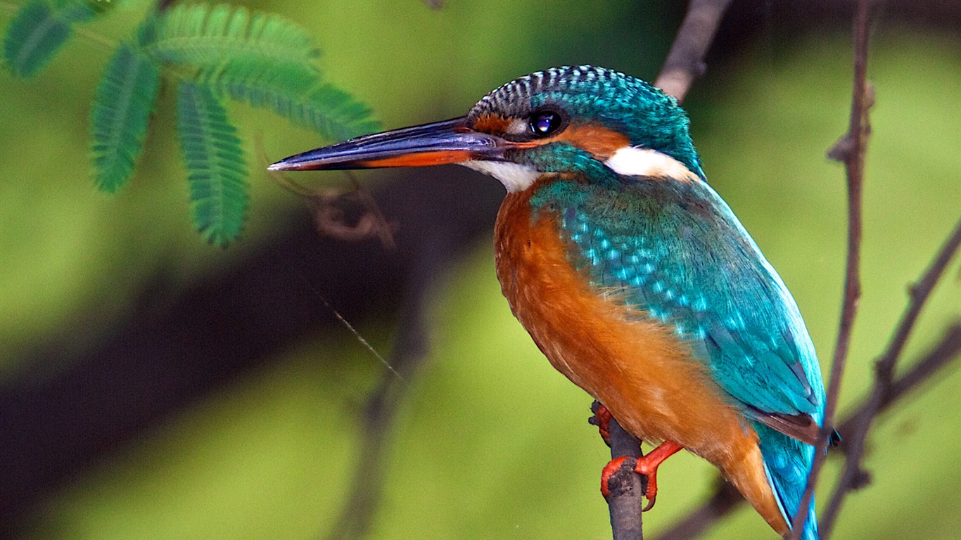 Fondos de pantalla de patrón de pesca, el martín pescador HD #2 - 1366x768