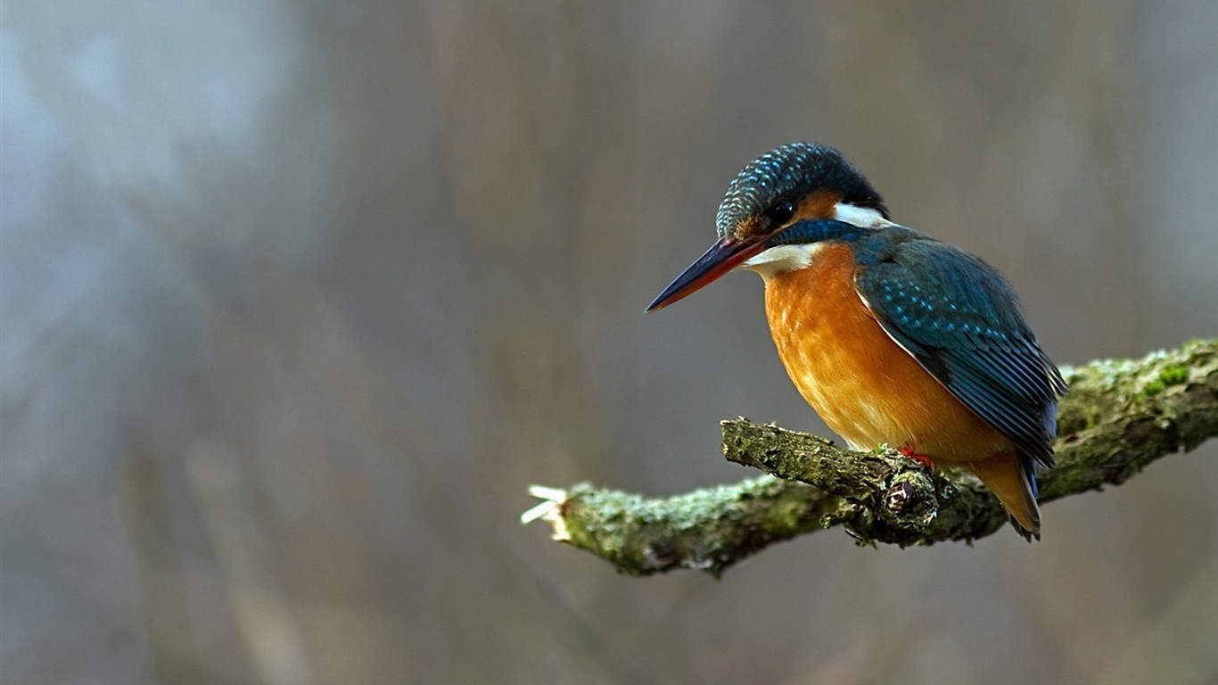 Rybaření Master, ledňáček HD tapety na plochu #4 - 1366x768