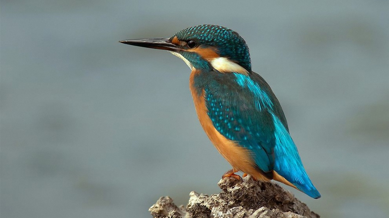 捕魚高手，翠鳥高清壁紙 #5 - 1366x768