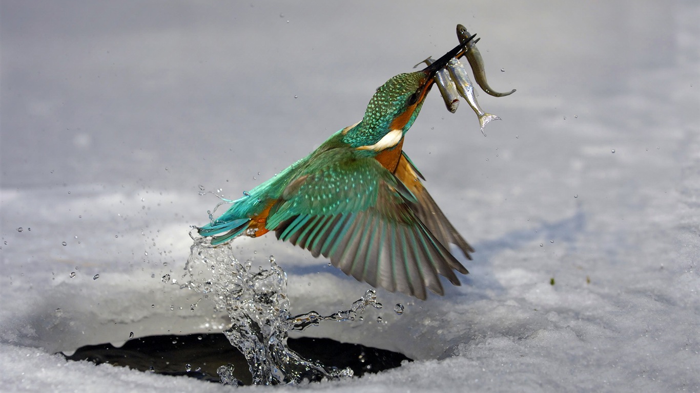 捕魚高手，翠鳥高清壁紙 #7 - 1366x768