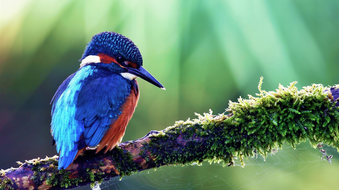 捕魚高手，翠鳥高清壁紙 #8 - 1366x768