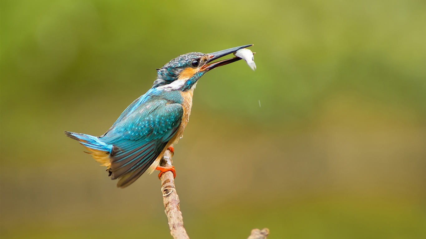 捕魚高手，翠鳥高清壁紙 #9 - 1366x768