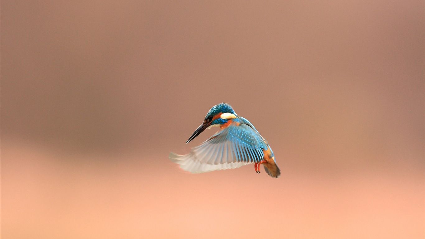 捕魚高手，翠鳥高清壁紙 #10 - 1366x768