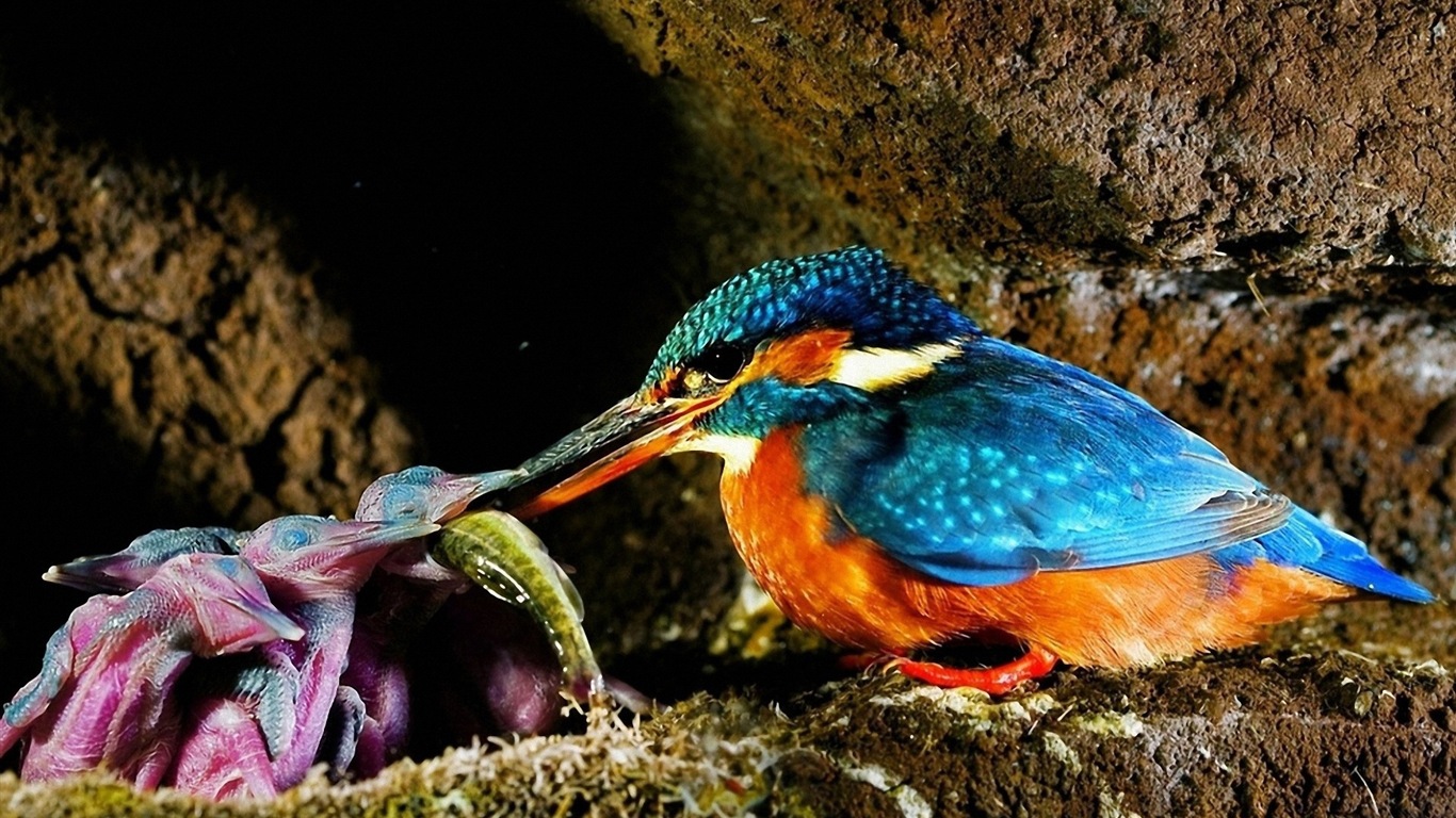 Fondos de pantalla de patrón de pesca, el martín pescador HD #11 - 1366x768