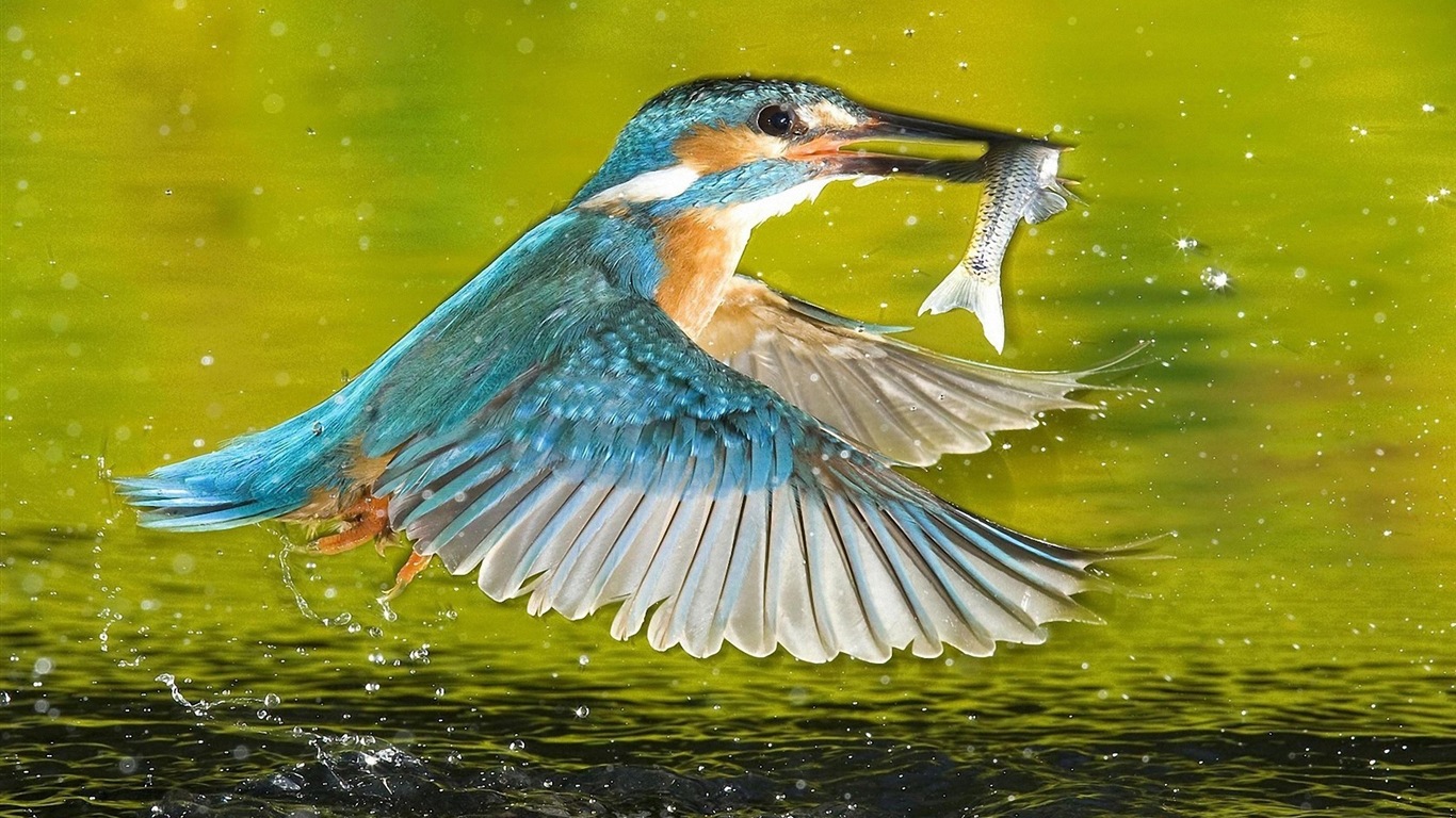 捕魚高手，翠鳥高清壁紙 #12 - 1366x768