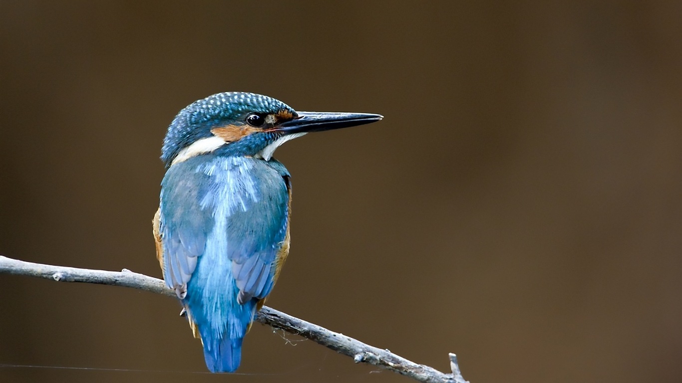 Fondos de pantalla de patrón de pesca, el martín pescador HD #13 - 1366x768