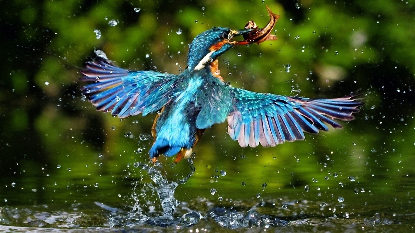 捕魚高手，翠鳥高清壁紙 #20 - 1366x768
