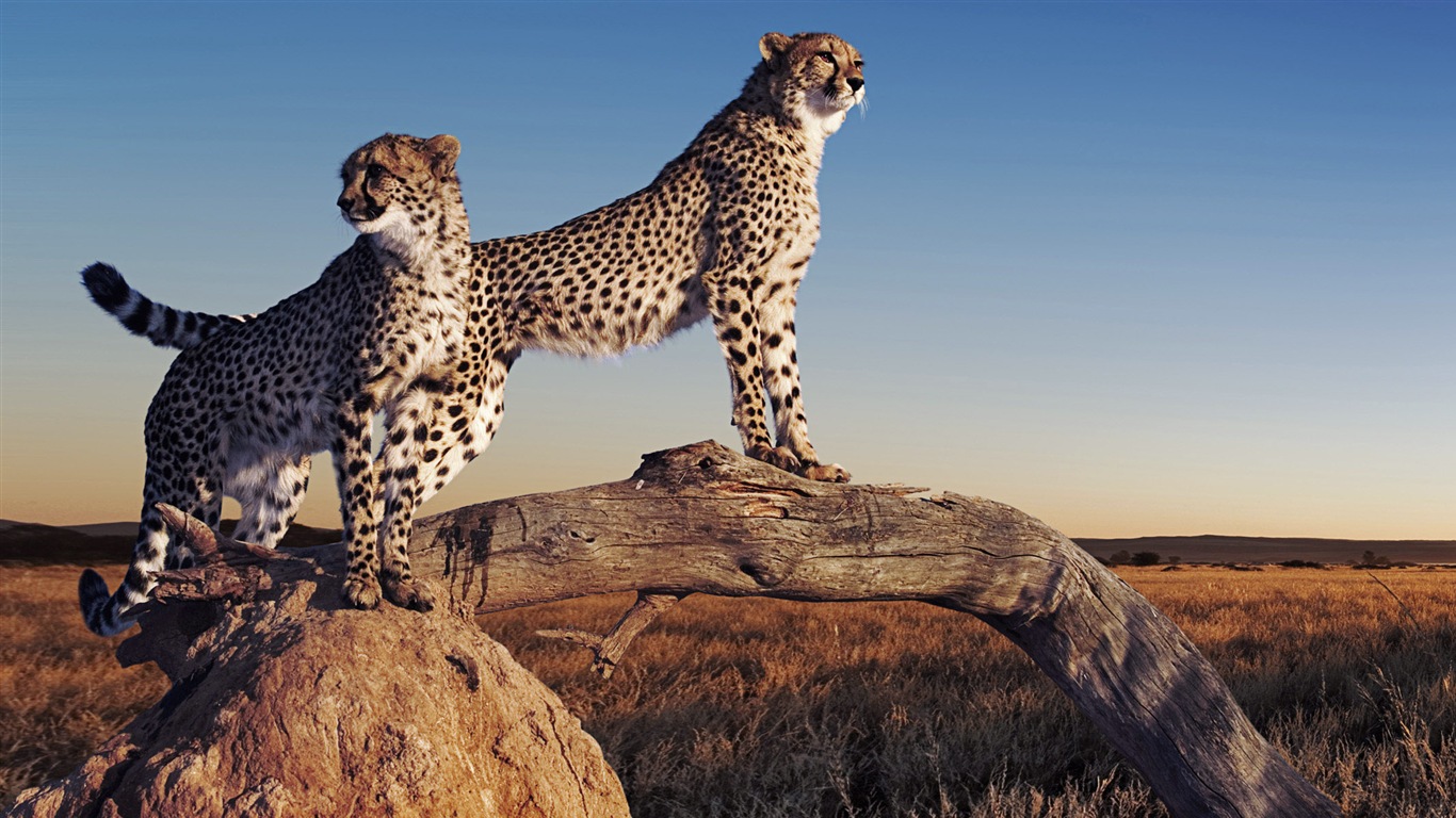 動物的世界，Windows 8 全景寬屏壁紙 #2 - 1366x768