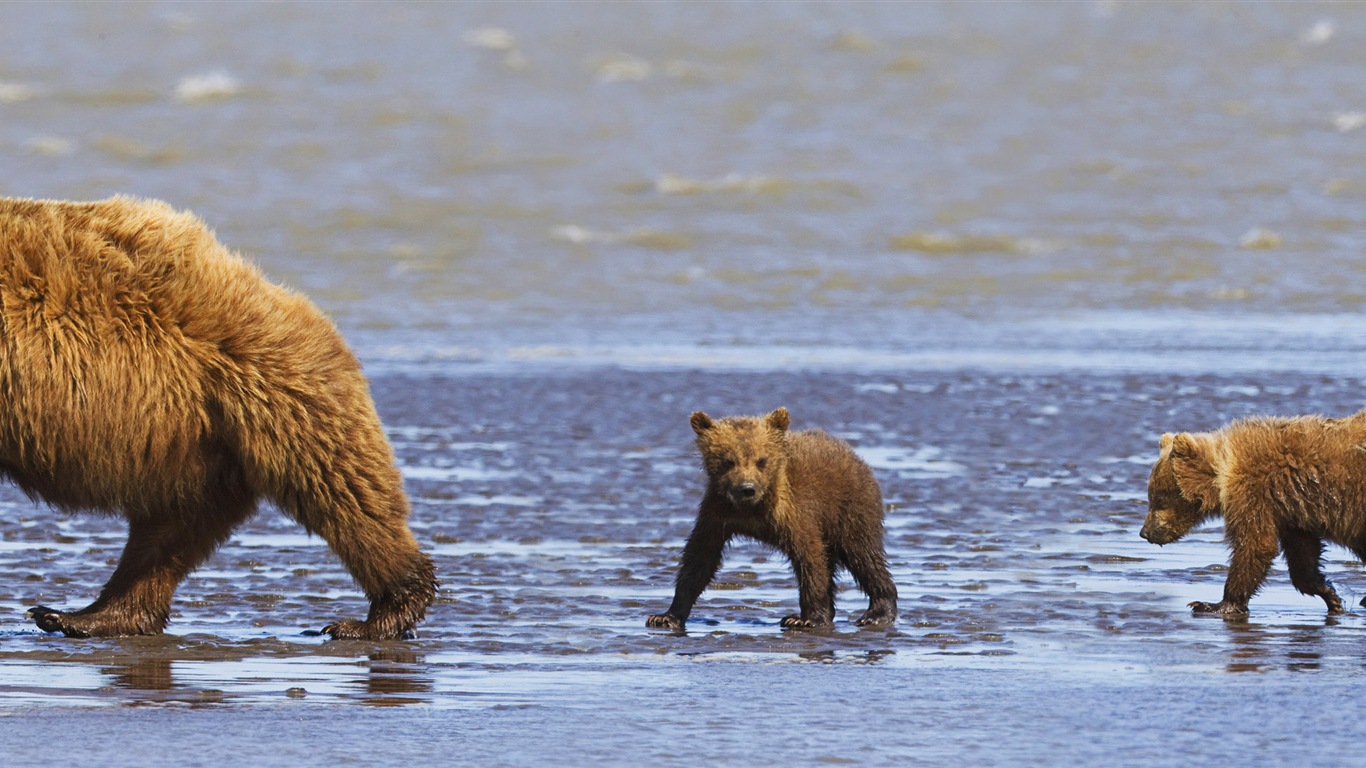 動物的世界，Windows 8 全景寬屏壁紙 #3 - 1366x768