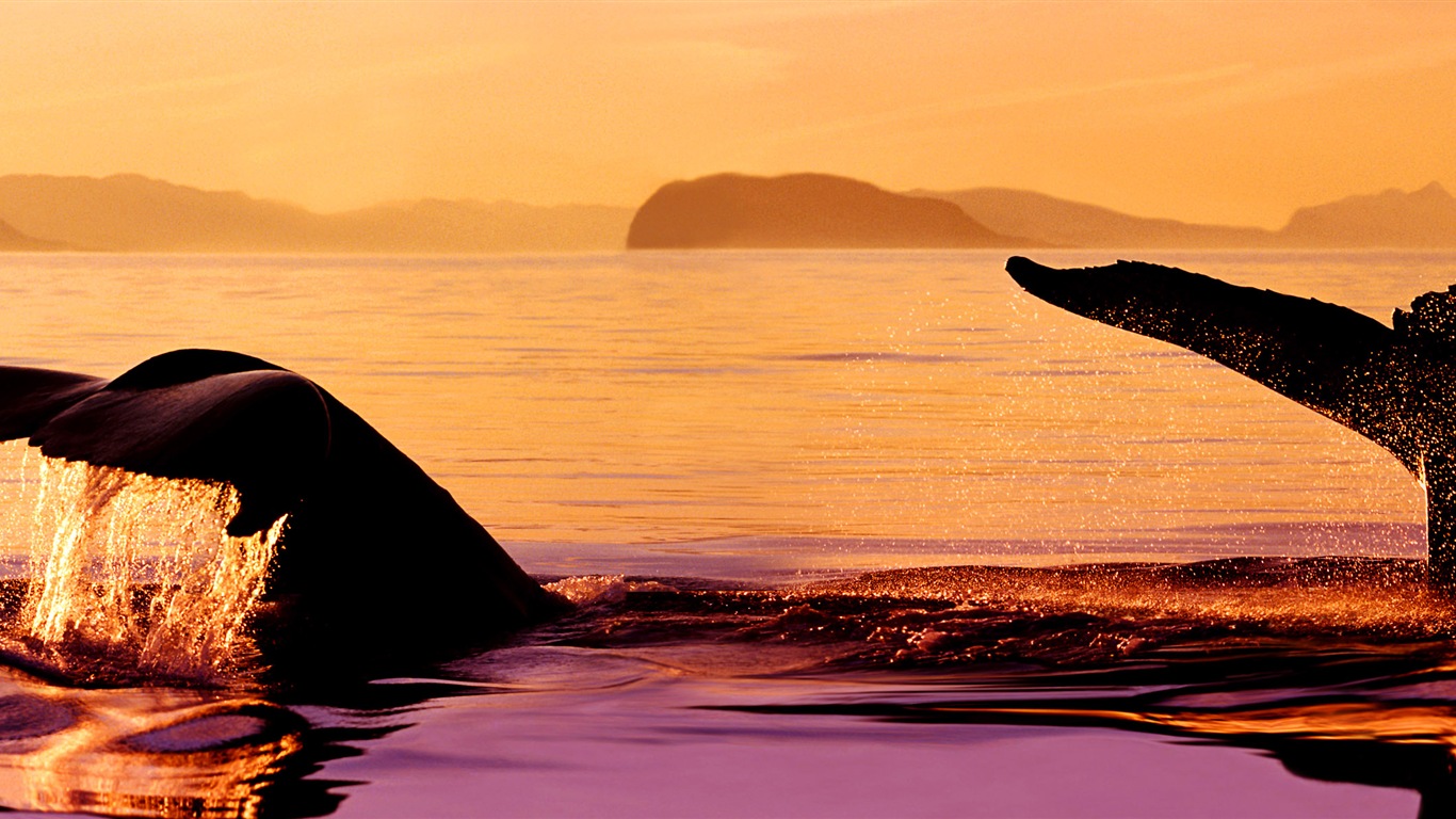 動物的世界，Windows 8 全景寬屏壁紙 #4 - 1366x768