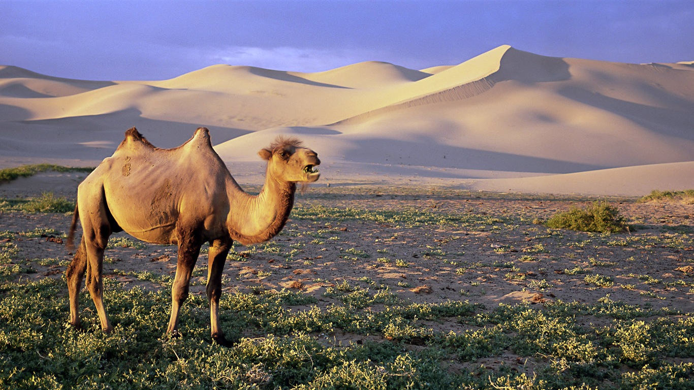 動物的世界，Windows 8 全景寬屏壁紙 #5 - 1366x768