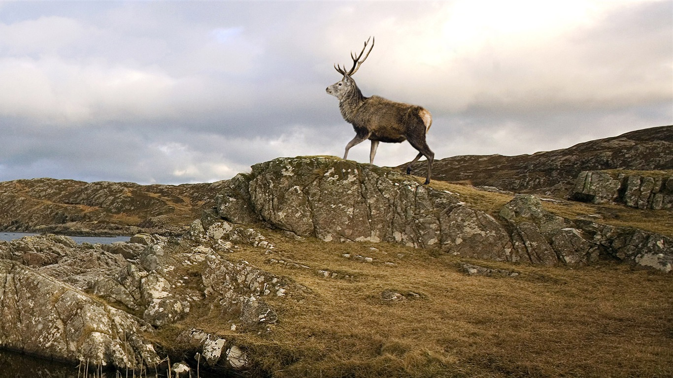 Monde animal, de Windows 8 fonds d'écran widescreen panoramique #6 - 1366x768