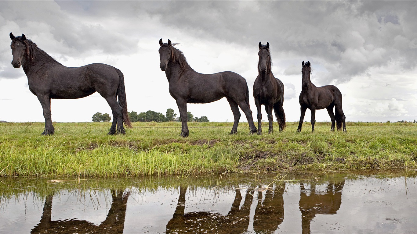 動物的世界，Windows 8 全景寬屏壁紙 #7 - 1366x768