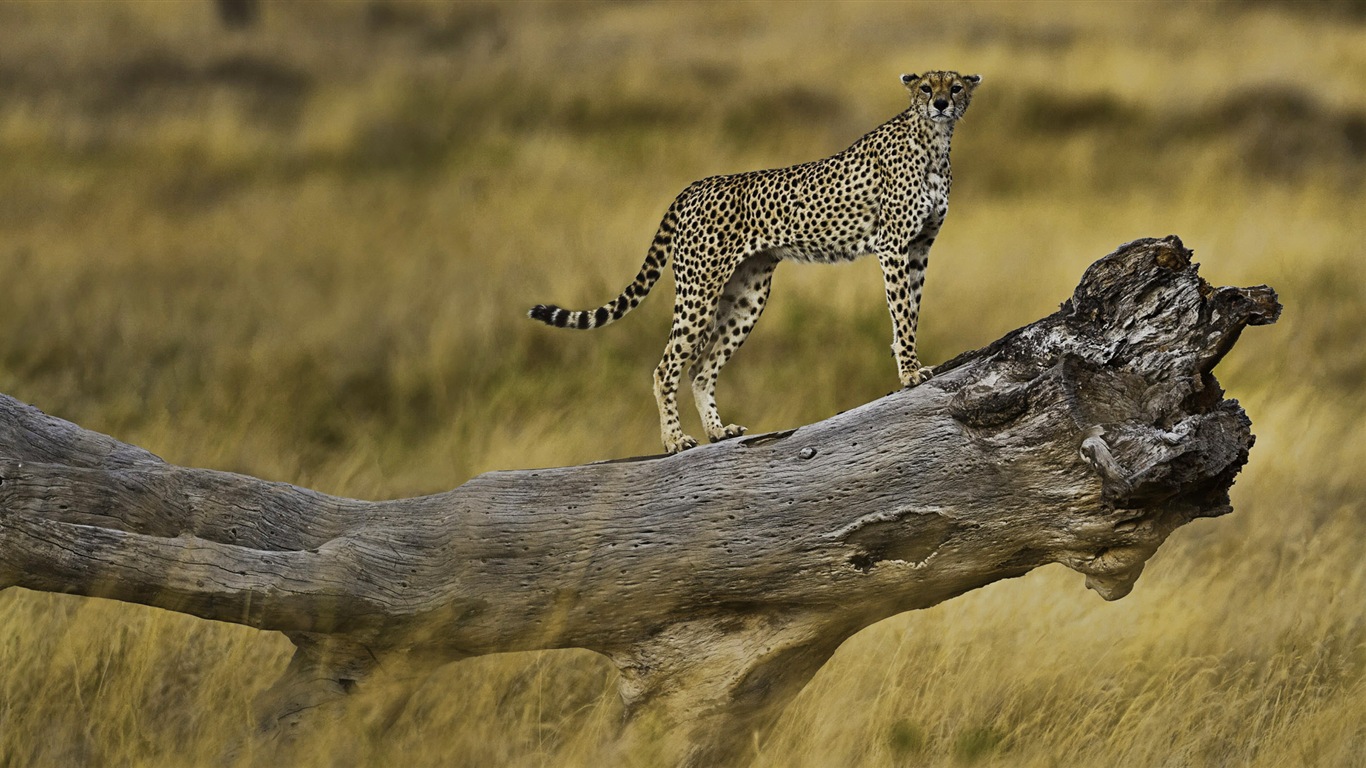 動物的世界，Windows 8 全景寬屏壁紙 #8 - 1366x768