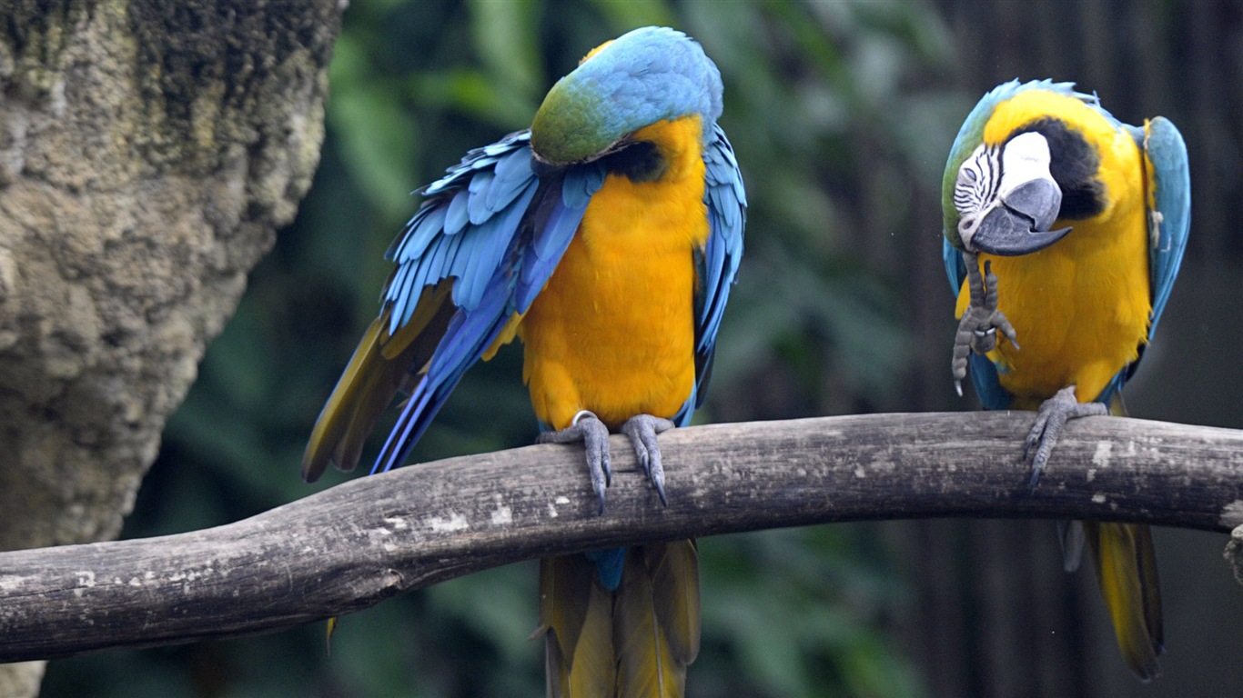 動物的世界，Windows 8 全景寬屏壁紙 #9 - 1366x768