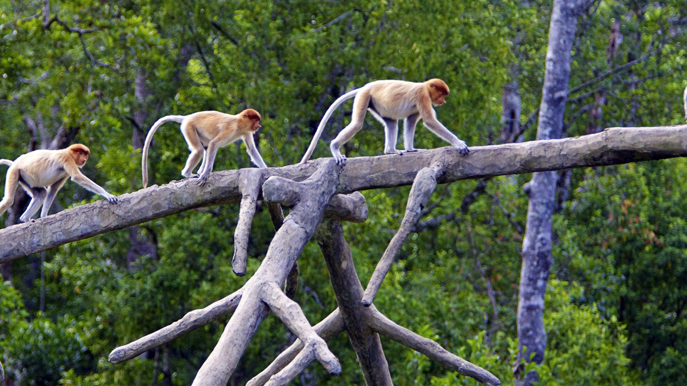 動物的世界，Windows 8 全景寬屏壁紙 #10 - 1366x768