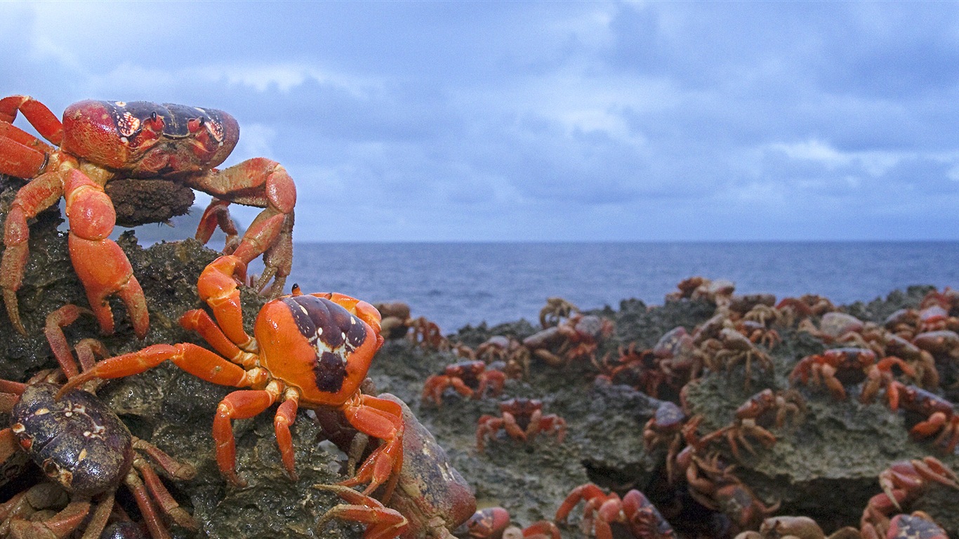 動物的世界，Windows 8 全景寬屏壁紙 #11 - 1366x768
