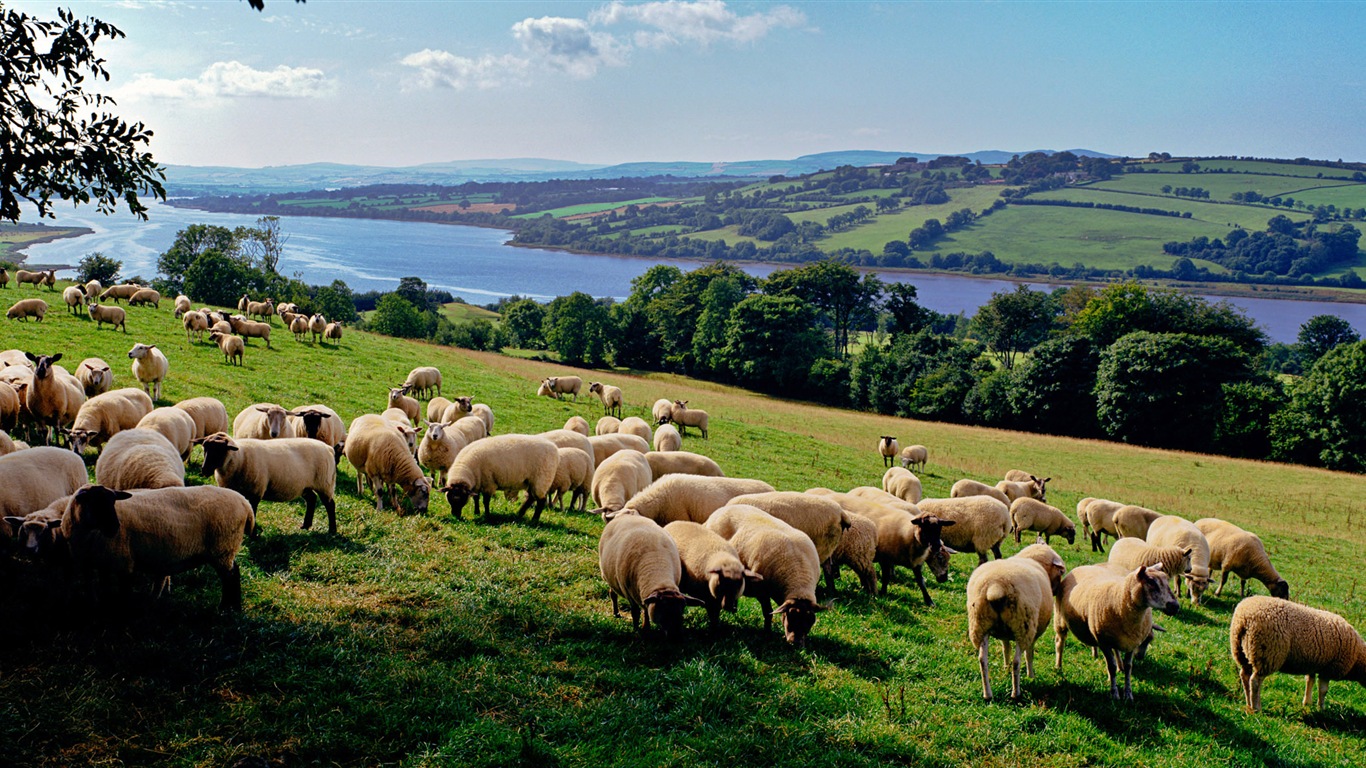 Monde animal, de Windows 8 fonds d'écran widescreen panoramique #12 - 1366x768