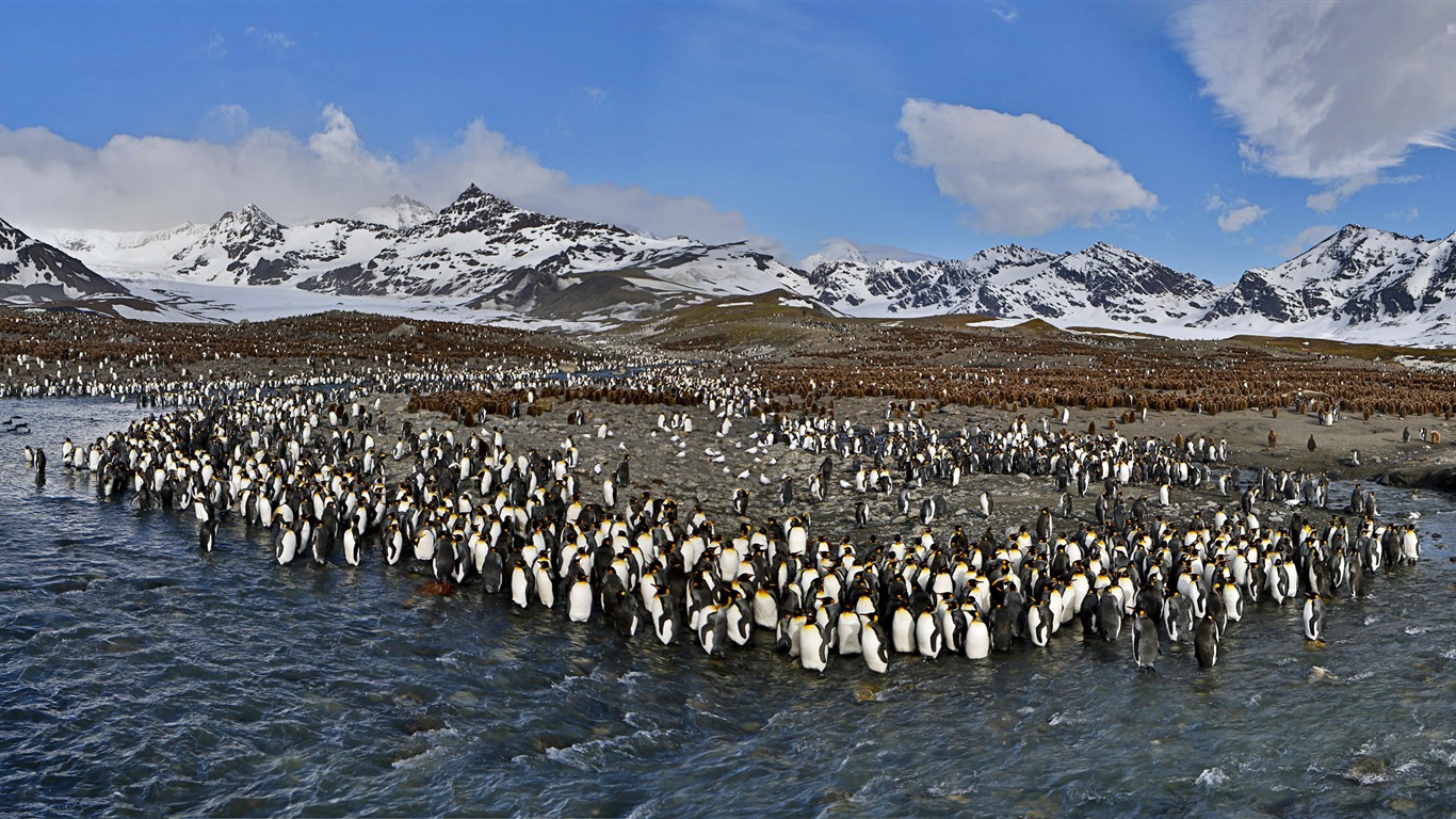 Monde animal, de Windows 8 fonds d'écran widescreen panoramique #13 - 1366x768