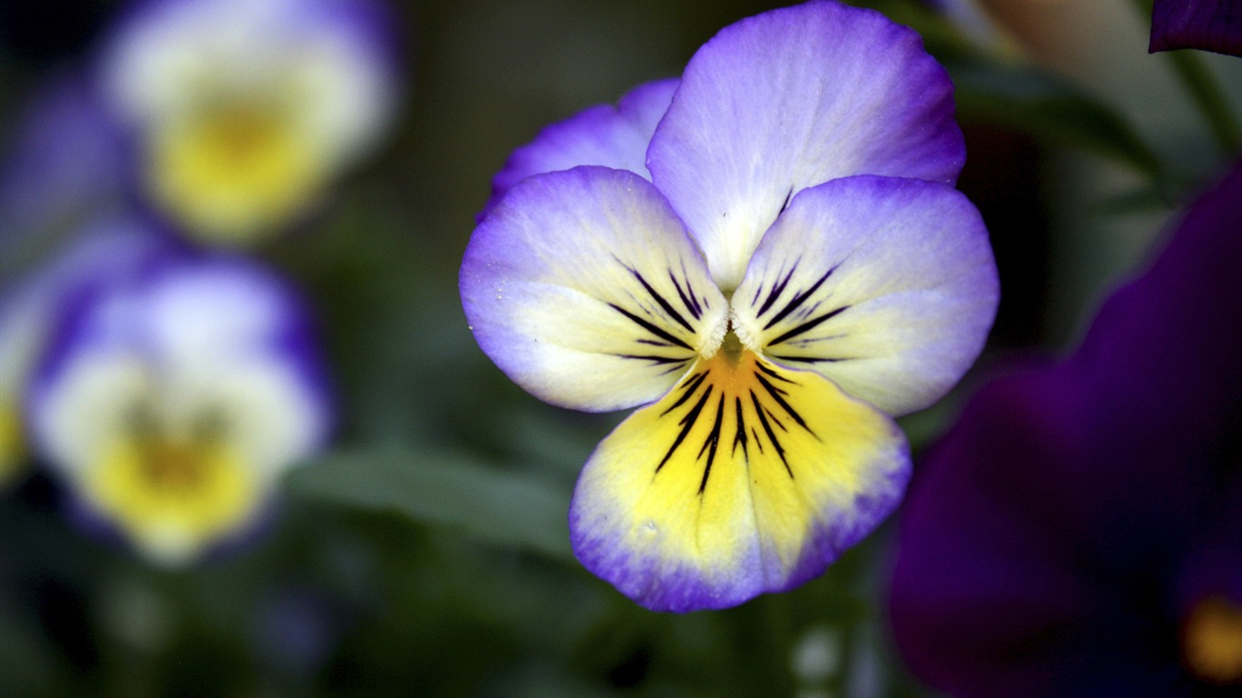 Barevné květiny close-up, Windows 8 HD Tapety na plochu #2 - 1366x768