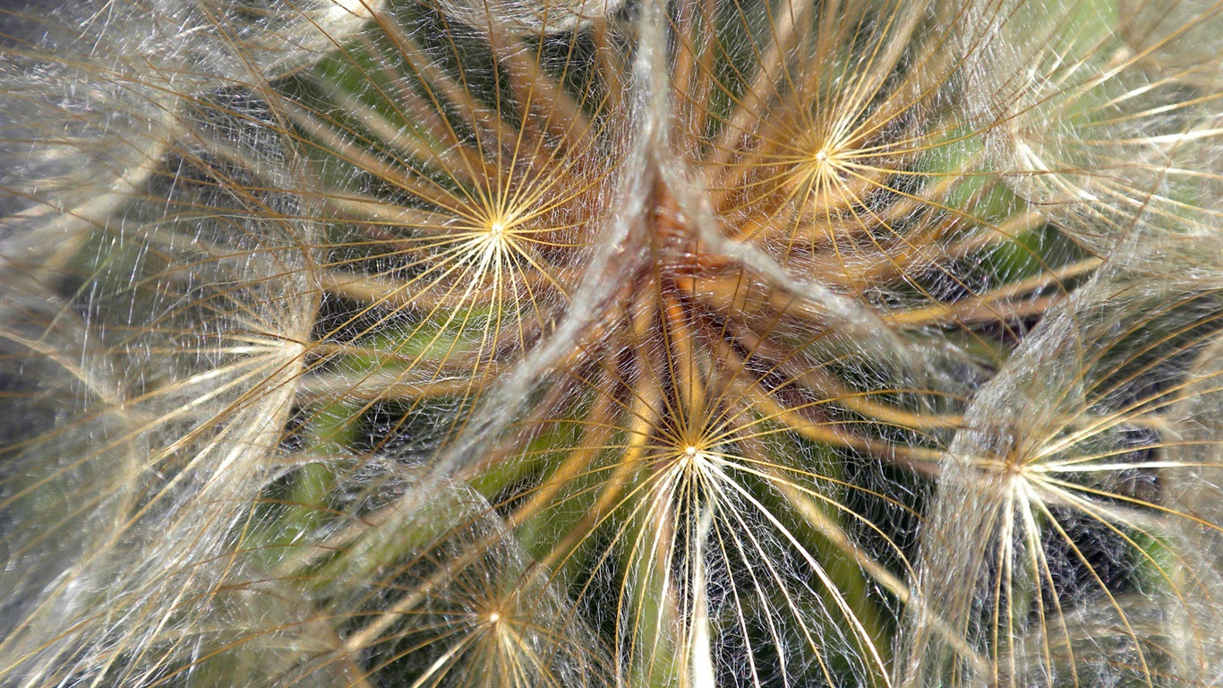 Fleurs colorées close-up, de Windows 8 fonds d'écran HD #7 - 1366x768