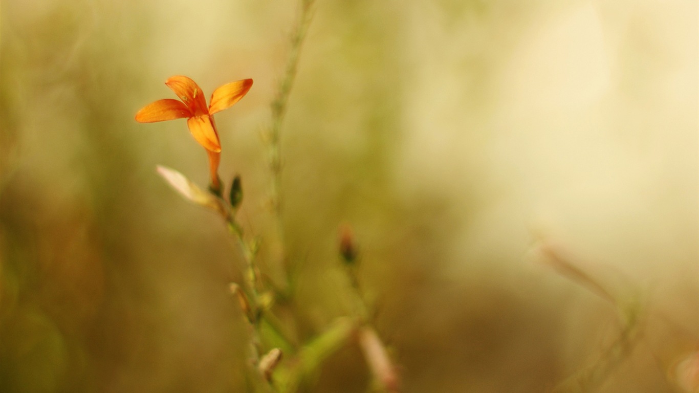 Bunte Blumen close-up, Windows 8 Wallpaper HD #13 - 1366x768