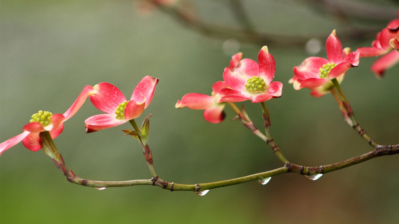 五顏六色的鮮花特寫，Windows 8 高清壁紙 #15 - 1366x768