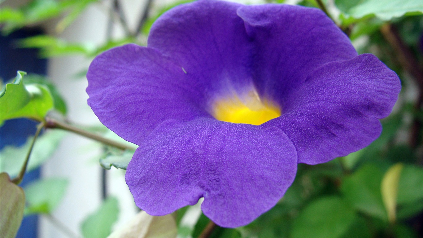 Fleurs colorées close-up, de Windows 8 fonds d'écran HD #20 - 1366x768