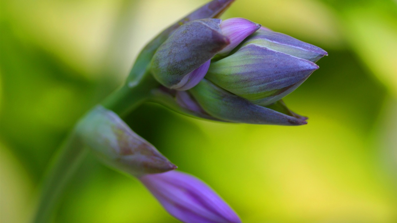 Fleurs colorées close-up, de Windows 8 fonds d'écran HD #21 - 1366x768