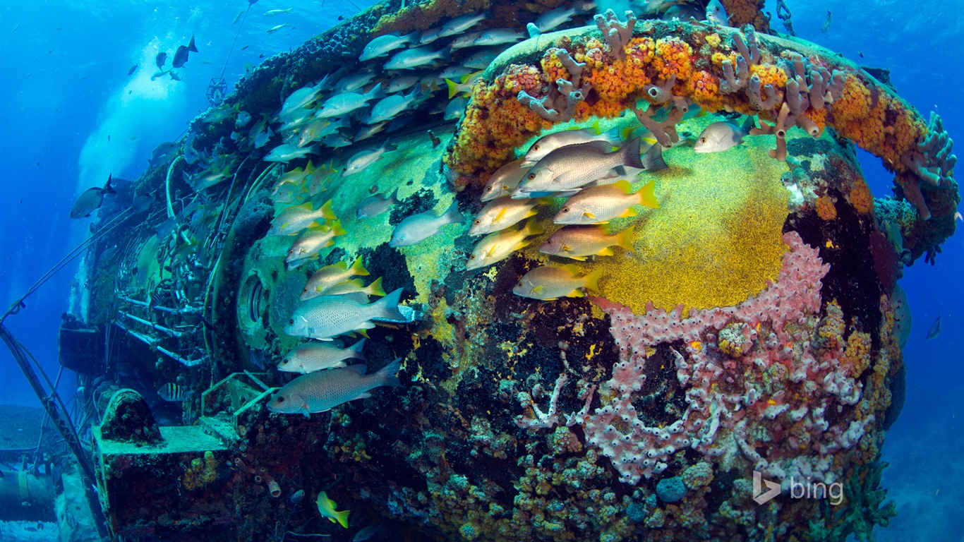 2014年 6月Bing 官方壁紙 精選 #20 - 1366x768