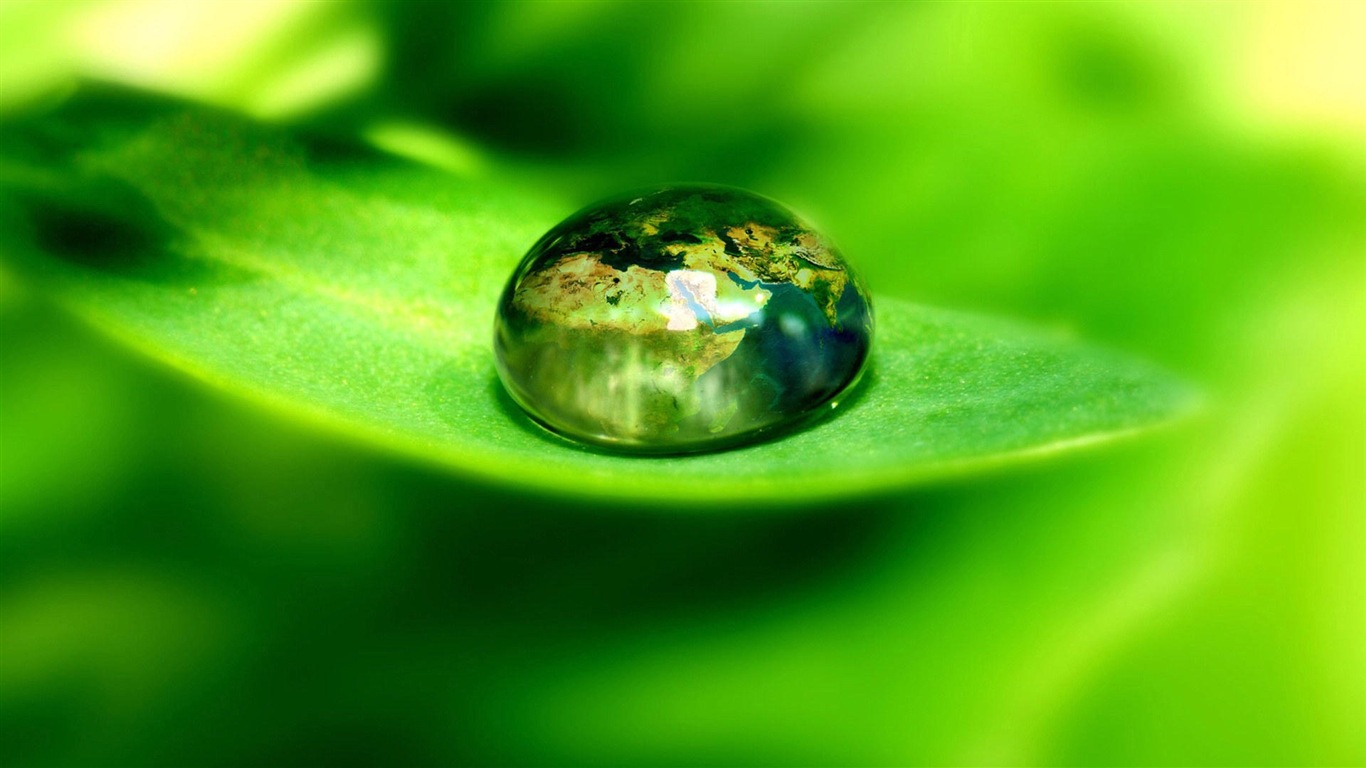 Hojas de las plantas con fondos de pantalla de alta definición de rocío #2 - 1366x768