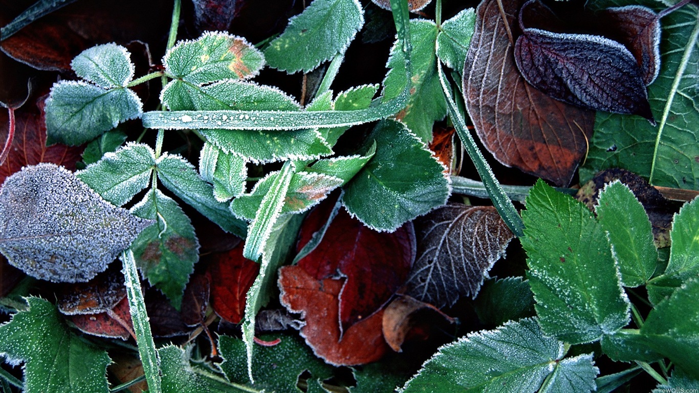 Hojas de las plantas con fondos de pantalla de alta definición de rocío #3 - 1366x768