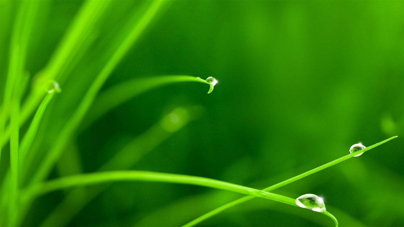 Plant leaves with dew HD wallpapers #4 - 1366x768