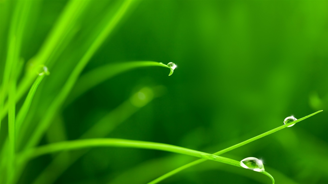 葉子與露珠 高清植物壁紙 #4 - 1366x768