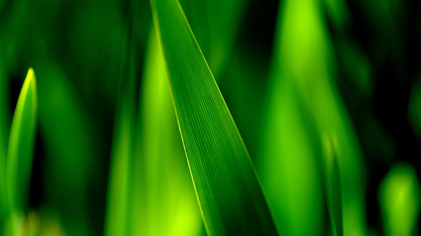 Hojas de las plantas con fondos de pantalla de alta definición de rocío #5 - 1366x768